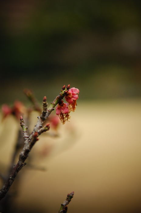 雨の渉成園_f0032011_20942100.jpg