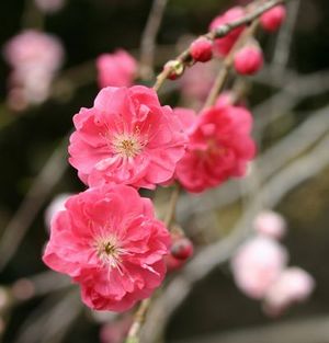 みつまた　の咲く寺_c0073016_23175172.jpg