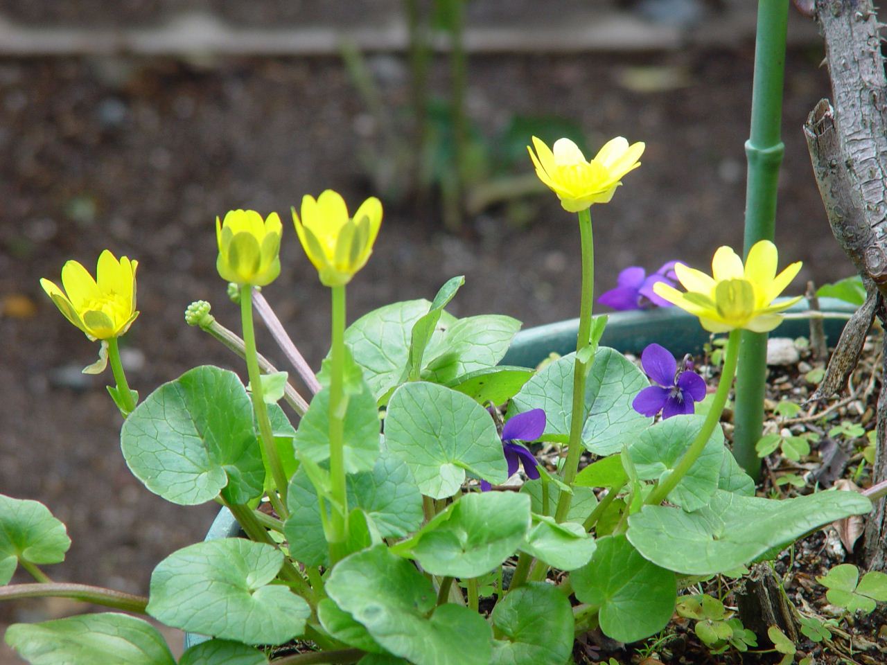 暖かくなって日々開花する庭の草花_d0106122_23113567.jpg