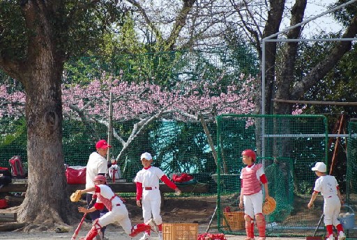 桜三分咲き？野球部練習中_e0056537_205037.jpg