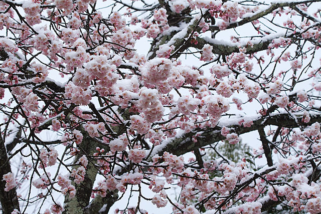 めぐみ公園の桜　その３_c0067040_21204392.jpg