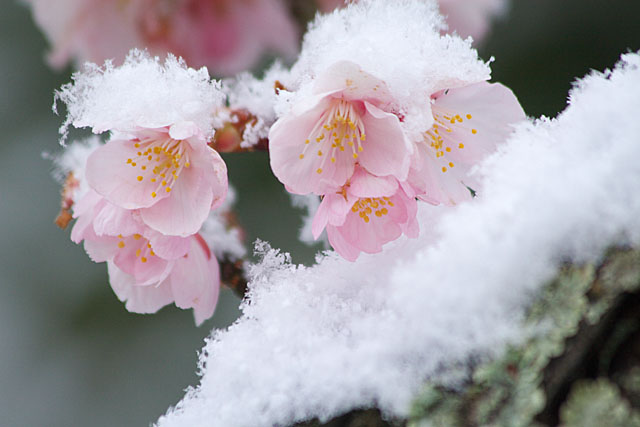 めぐみ公園の桜　その３_c0067040_21342640.jpg