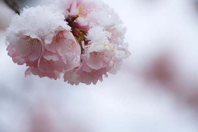 めぐみ公園の桜　その３_c0067040_21344186.jpg