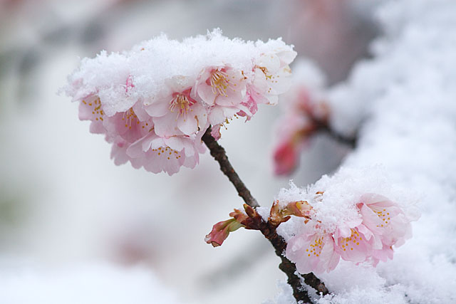 めぐみ公園の桜　その３_c0067040_2134970.jpg