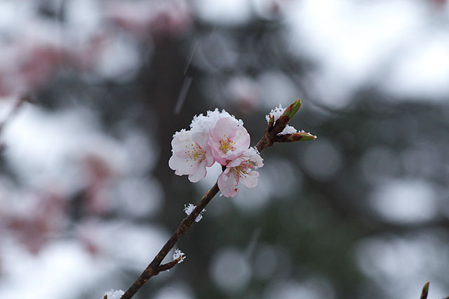 めぐみ公園の桜　その３_c0067040_2137412.jpg