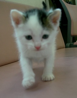 続・子猫情報_b0059154_5491650.jpg