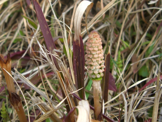 f0106759_6554786.jpg