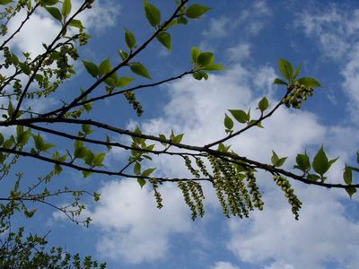2006年3月26日(月)・・・バラの新芽がキョンに!_f0060461_21432376.jpg