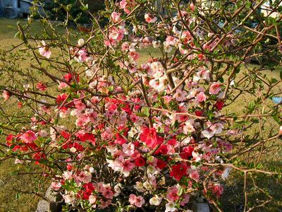 2006年3月26日(月)・・・バラの新芽がキョンに!_f0060461_214439100.jpg