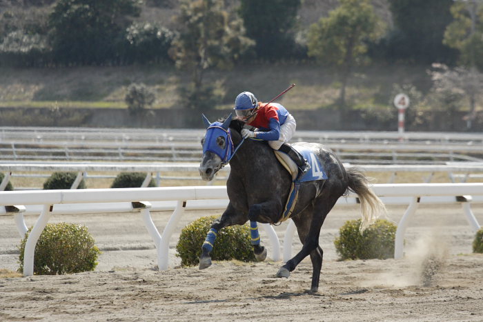2007年3月21日(水) 高知競馬 6R QVCジャパン特別_a0077663_18413988.jpg