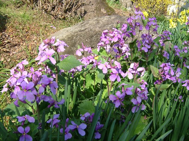 菜の花と羊の赤ちゃん_e0101769_22464973.jpg