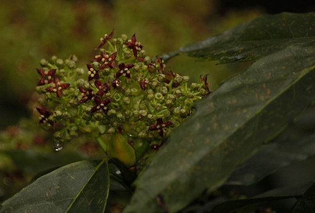 アオキの花_d0069270_1412343.jpg