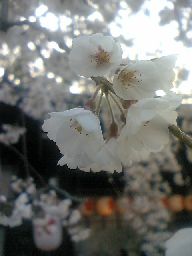 今日の桜（平野神社・3/26）_c0026178_19224855.jpg