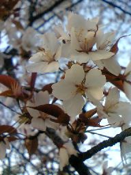 今日の桜（平野神社・3/26）_c0026178_19234196.jpg