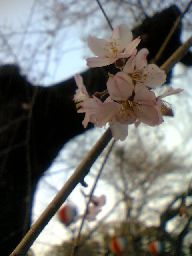 今日の桜（平野神社・3/26）_c0026178_19241255.jpg