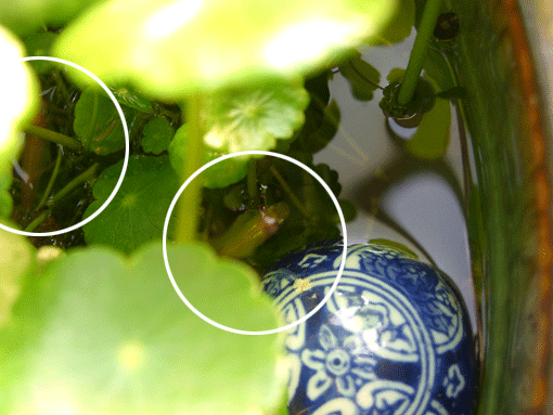 c0095679_17384773.gif