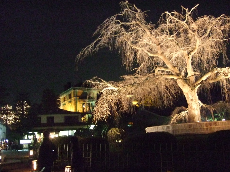 Night landscape in Maruyama garden and Asakusa_c0076982_2314068.jpg