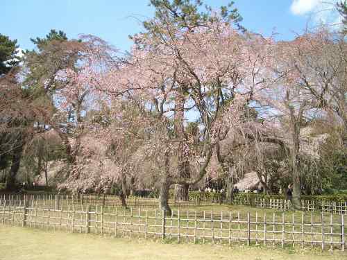 青春18きっぷの旅　京都醍醐寺_f0118282_21235497.jpg