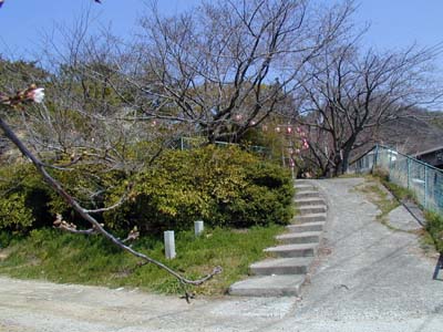 寄島町安倉八幡神社桜の開花情報_c0115092_11535172.jpg