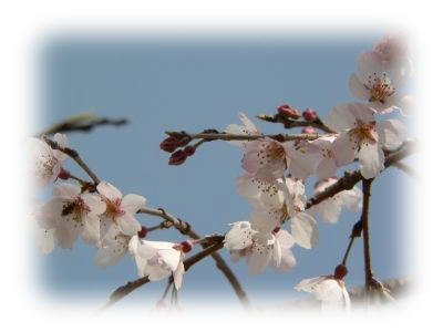 春です！桜開花しました(*^。^*)_b0025101_0294398.jpg