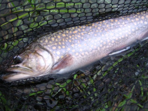バストーニュ管理釣り場にて （2007年3月）_c0071305_33325.jpg