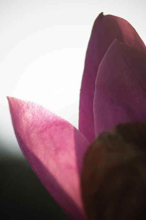 なんとか木蓮が撮れました!_f0032011_2026875.jpg