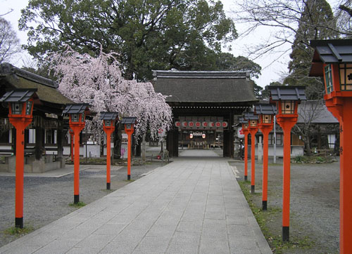 京都　平野神社さきがけ桜_e0048413_21374940.jpg