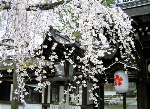 京都　平野神社さきがけ桜_e0048413_21382636.jpg