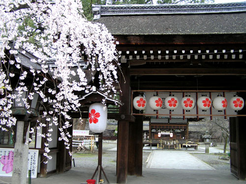 京都　平野神社さきがけ桜_e0048413_2138684.jpg