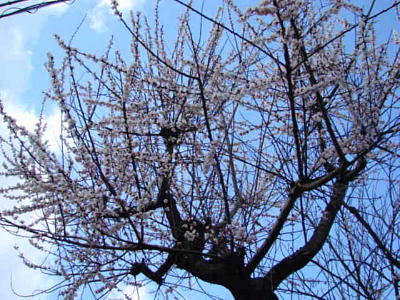 枝ひろげ 梅降りそそぐ けふの空_a0004423_05244.jpg