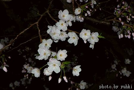 近くでも桜が咲きはじめました、_a0043323_2146854.jpg