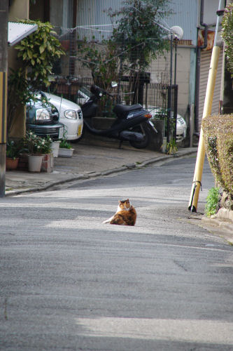 京都一周トレイル・市街地編_f0007926_9222059.jpg