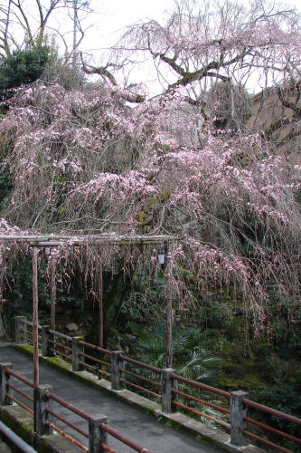 京都一周トレイル・市街地編_f0007926_9251976.jpg