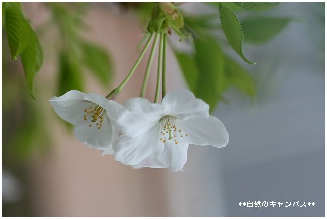 大島桜が満開_e0052135_1821840.jpg