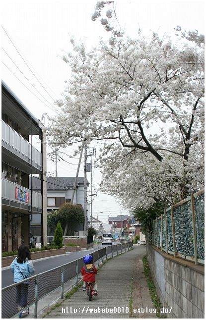 大島桜が満開_e0052135_1825945.jpg