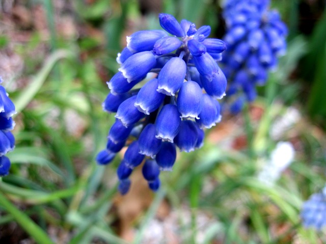 【どんどん咲く春の花】_b0009849_959831.jpg