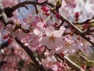 桜まつり②／上野公園_e0028650_20375450.jpg