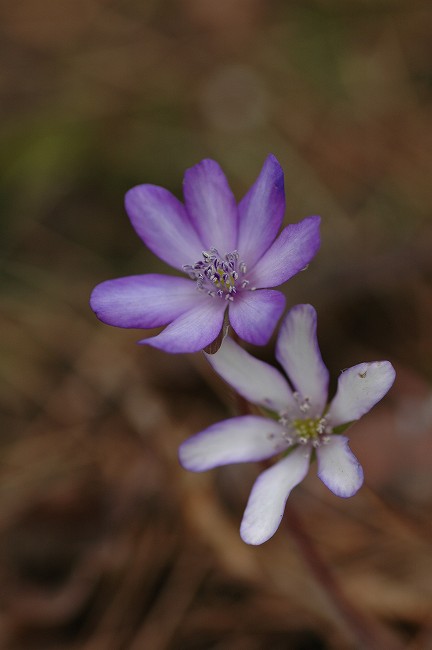 かんてんぱぱガーデンの花　ユキワリソウ_c0050853_2043297.jpg