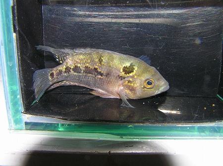 Yahoo!オークション -「フラワーホーン」(淡水魚) (熱帯魚)の