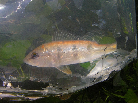 フラワーホーン多数在庫！ : リミックス名東店熱帯魚