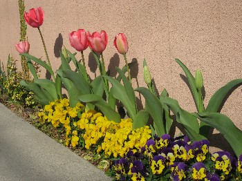 f0053885_4174297.jpg