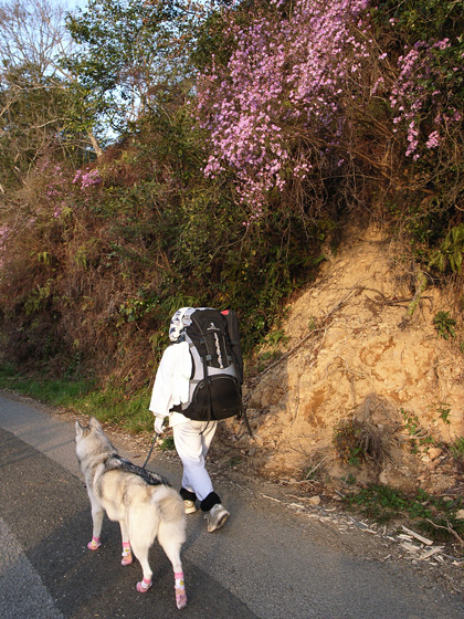 3月１０日　春遍路　第５日目～山、また山_c0049299_1147383.jpg