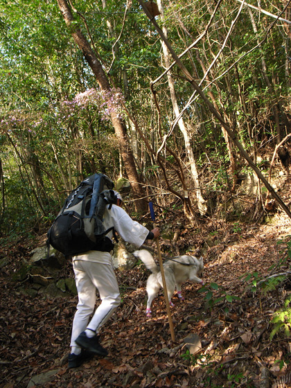 3月10日 春遍路 第5日目~山、また山_c0049299_1151124.jpg