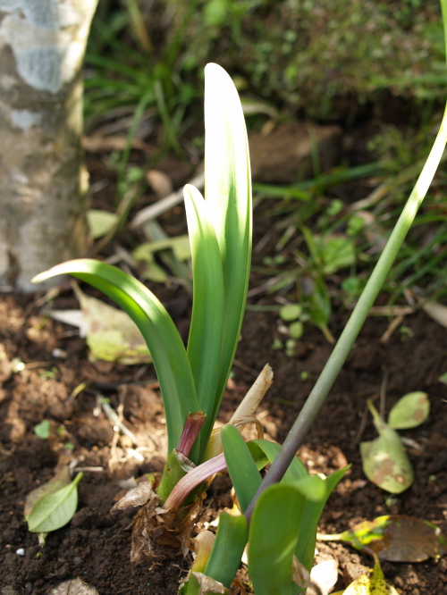 ユリ科の植物の名前_e0089001_1141338.jpg