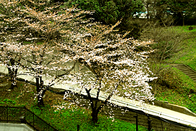 サクラ・さくら・桜・SAKURA・cherry blossoms　Ⅱ　3月27日（火）　1022_b0069507_2154588.jpg