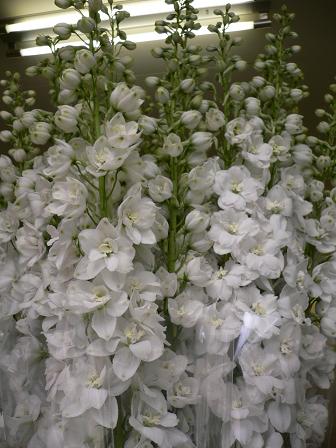 同時進行です_d0099708_21274836.jpg