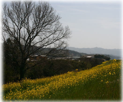 投稿）菜の花の　こんな楽しみ方もあります_d0070316_8584985.jpg