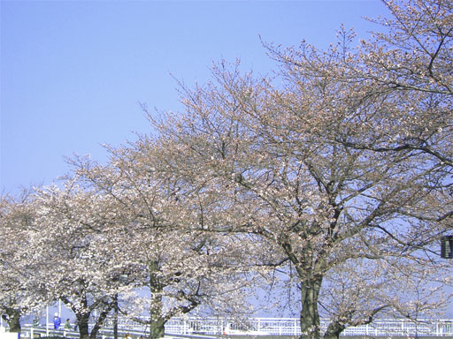 サイタ　さいた　桜が咲いた_a0054924_1985797.jpg