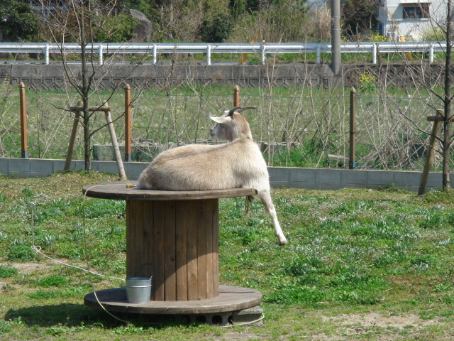 あくびのチューリップ花壇_e0001531_2130837.jpg