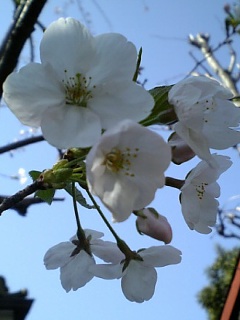 b0019333_17175556.jpg
